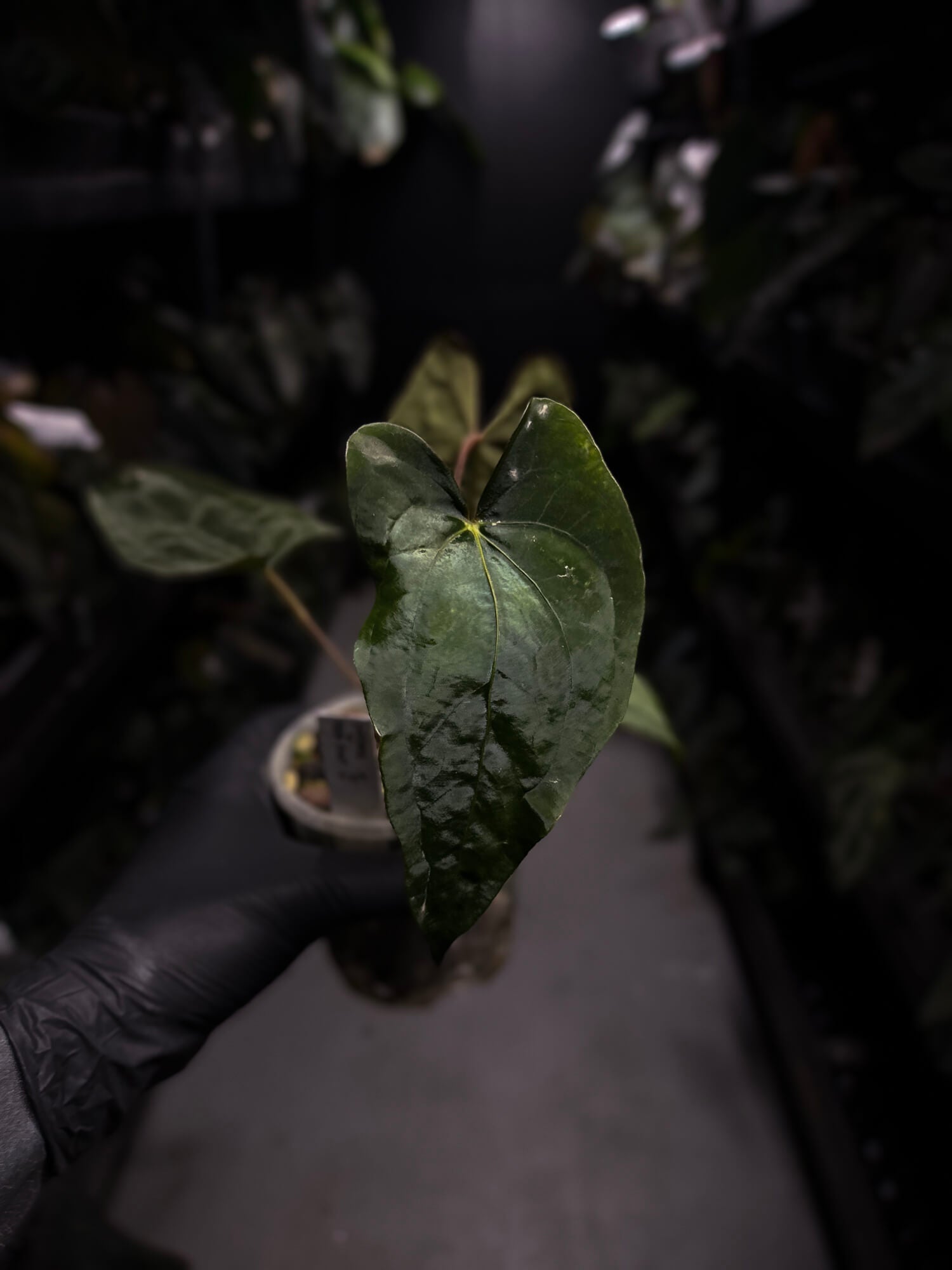 Anthurium dressleri x papillilaminum 'Red'