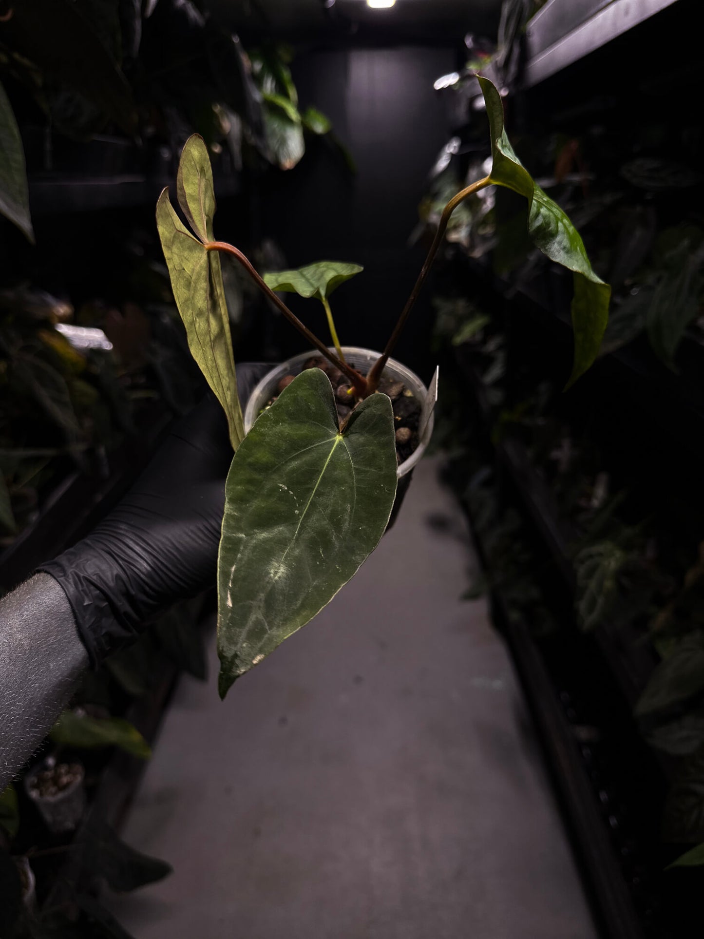 Anthurium dressleri x papillilaminum 'Red'