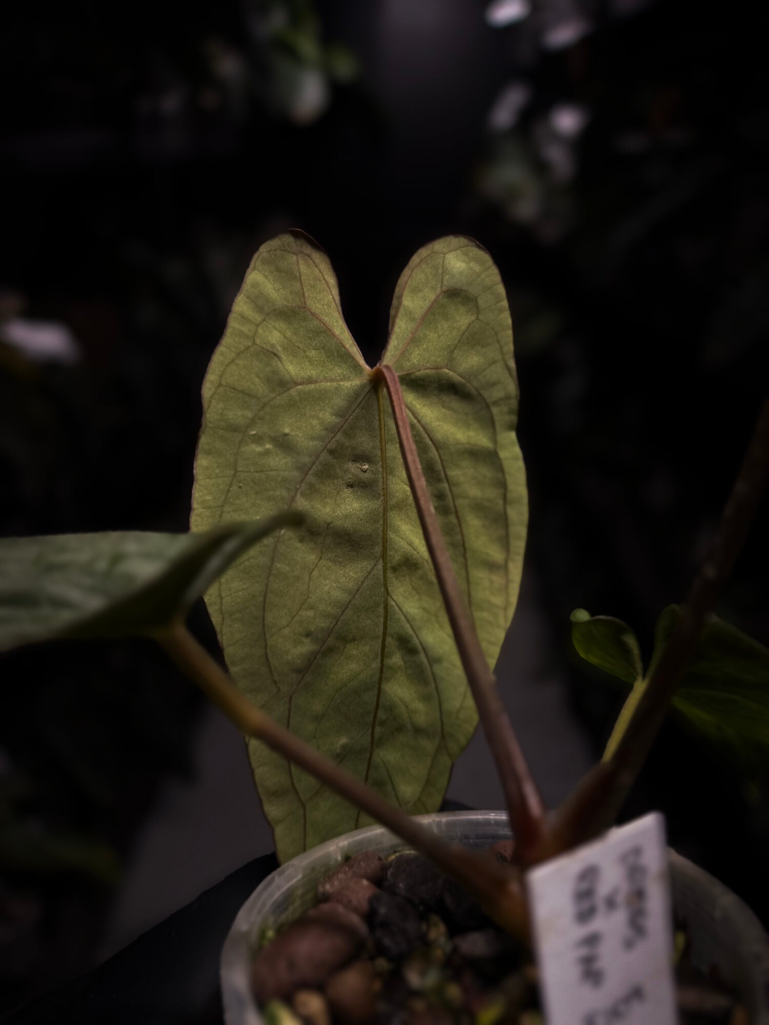 Anthurium dressleri x papillilaminum 'Red'