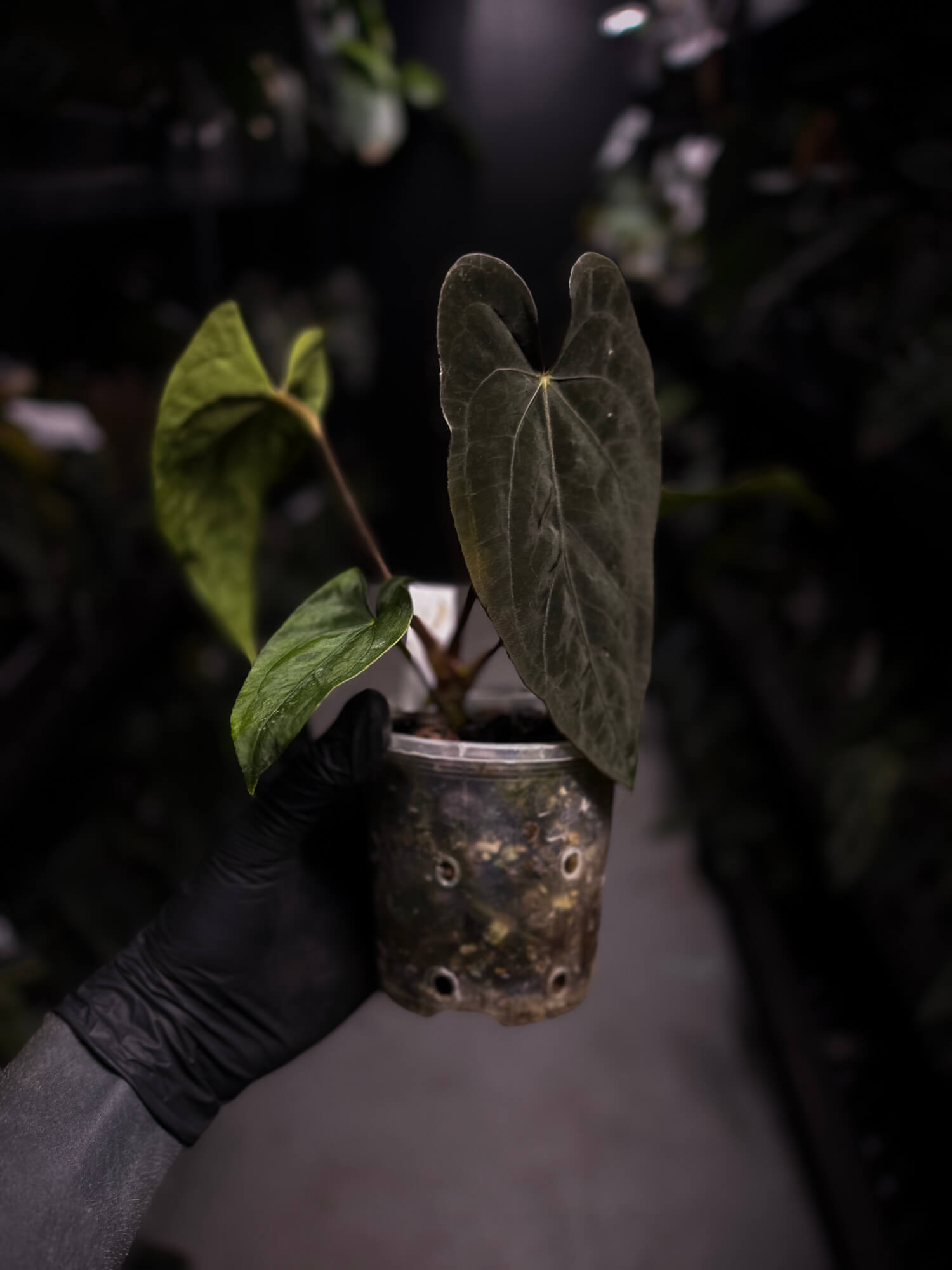 Anthurium dressleri x papillilaminum 'Red'