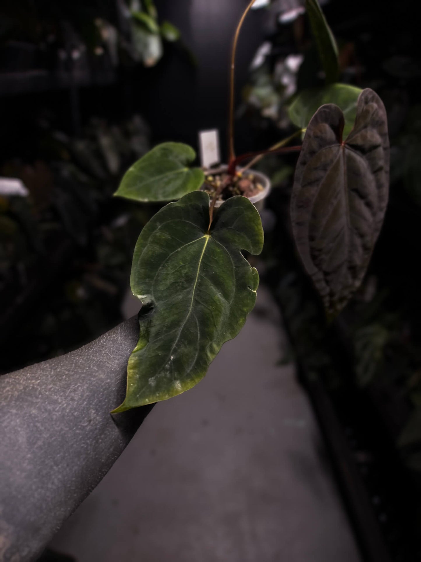 Anthurium dressleri x papillilaminum 'Red'