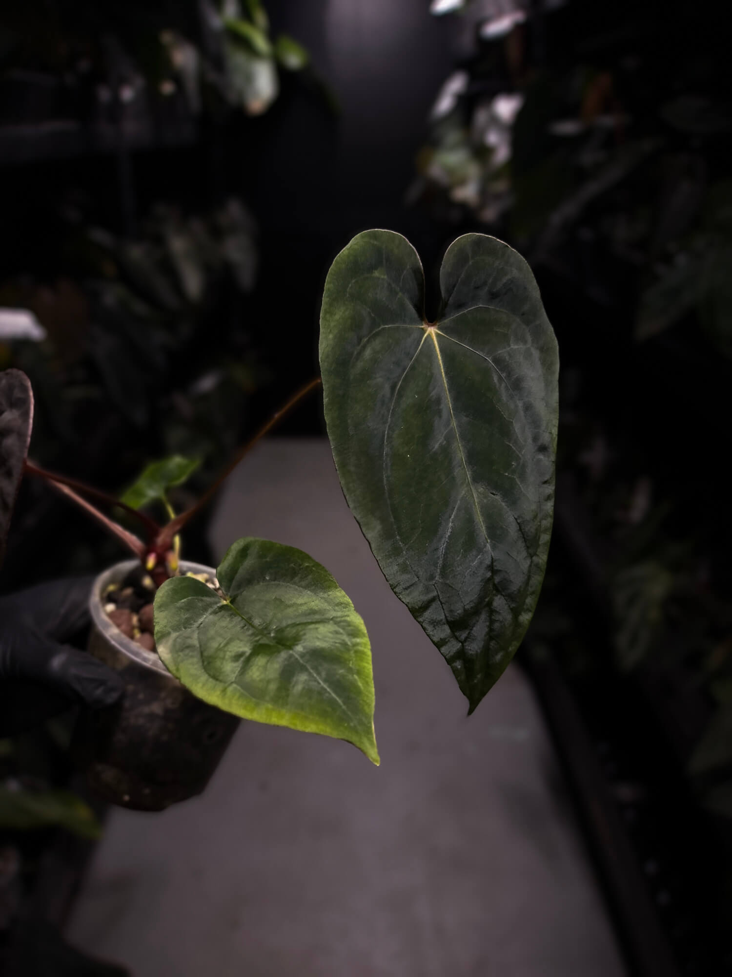 Anthurium dressleri x papillilaminum 'Red'