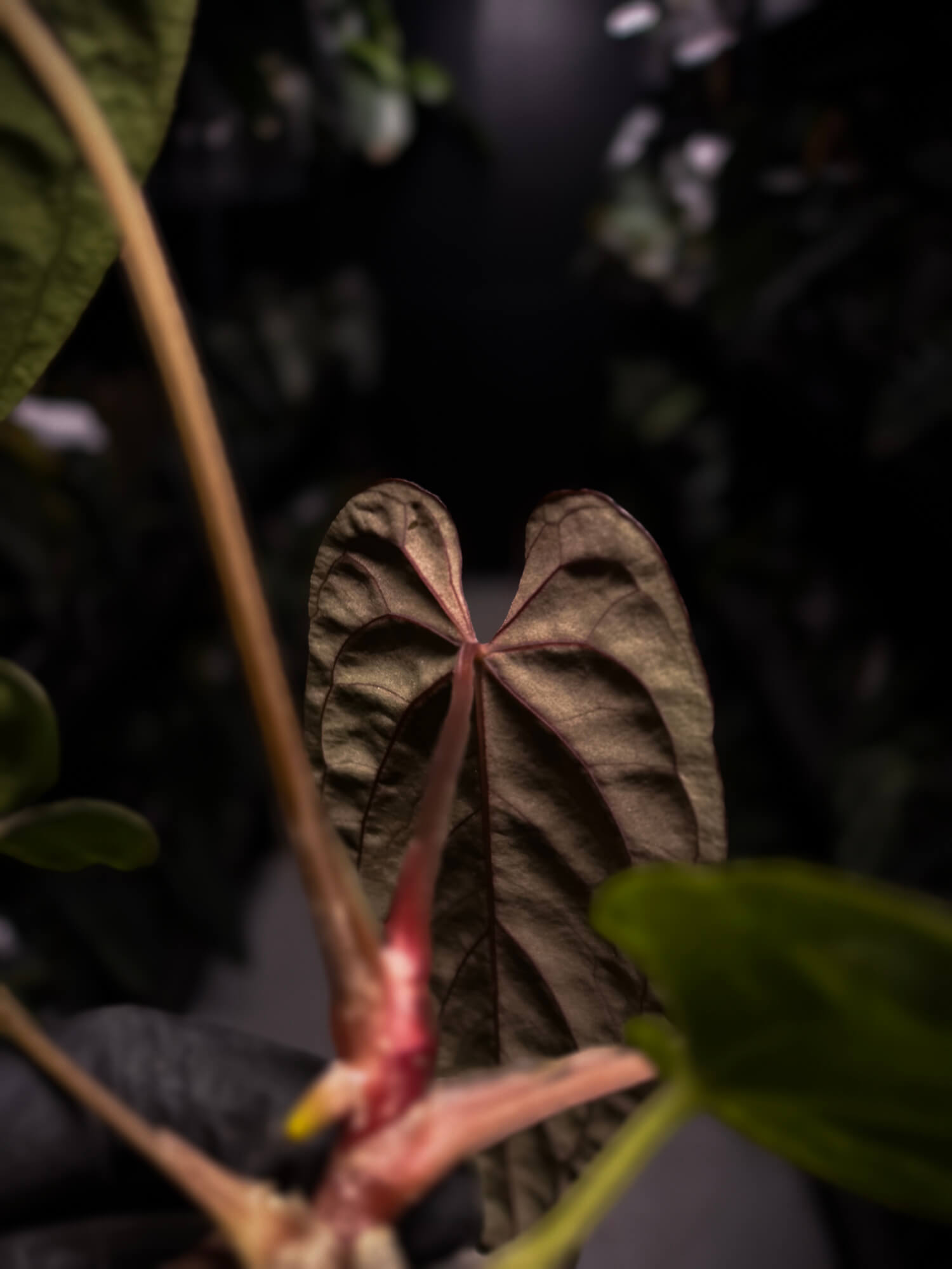 Anthurium dressleri x papillilaminum 'Red'