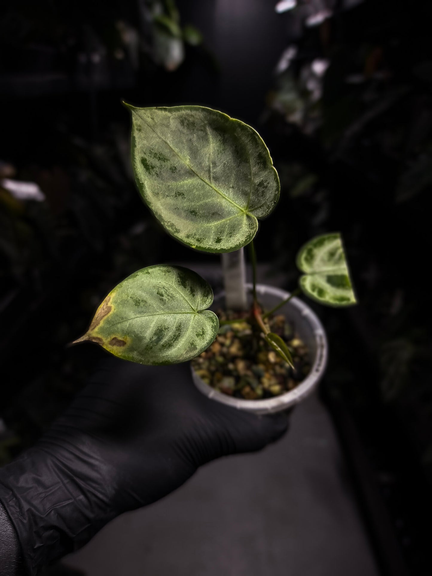 Anthurium 'Silver Blush'