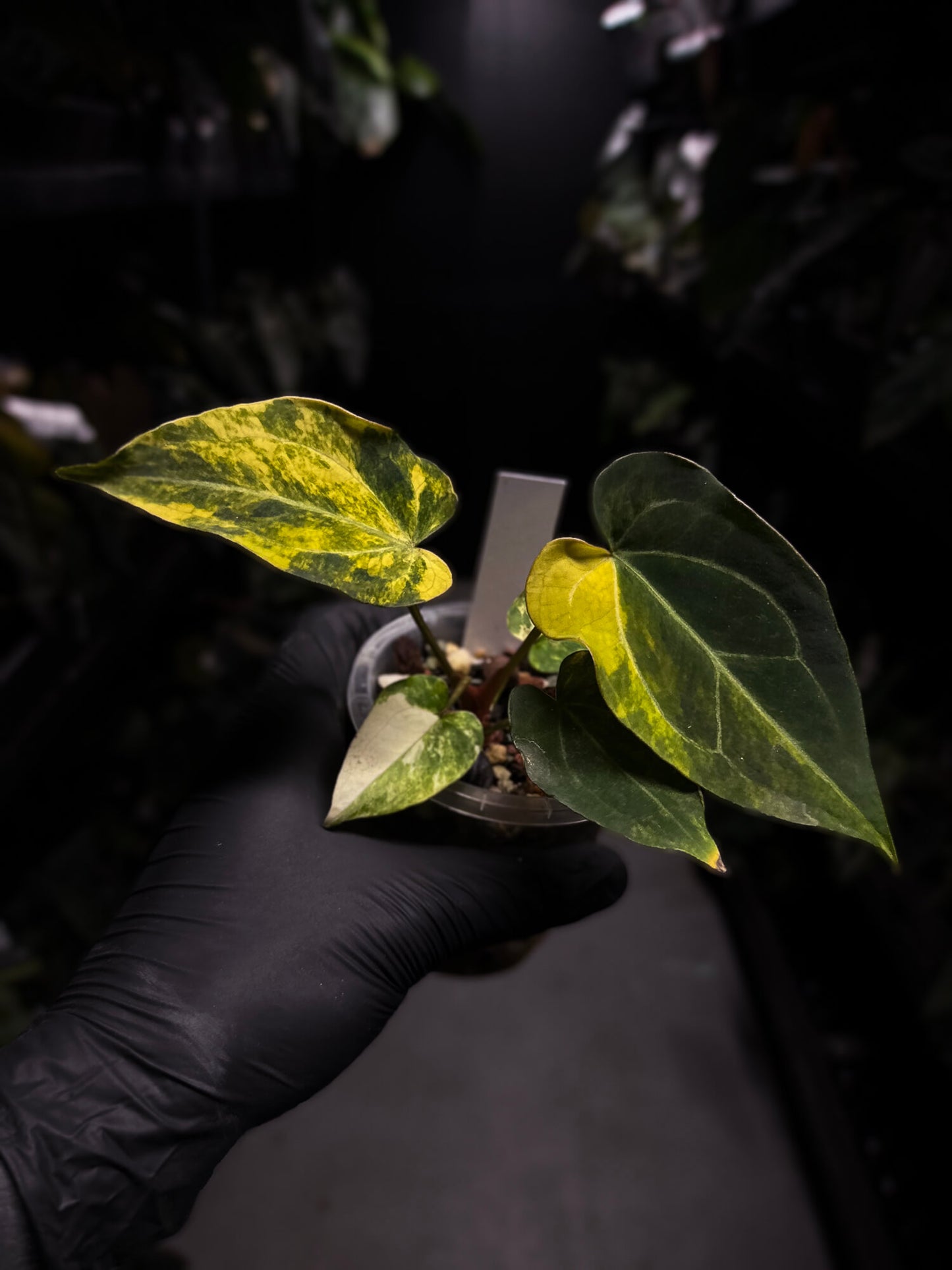 Anthurium forgetiix variegated x crystallinum