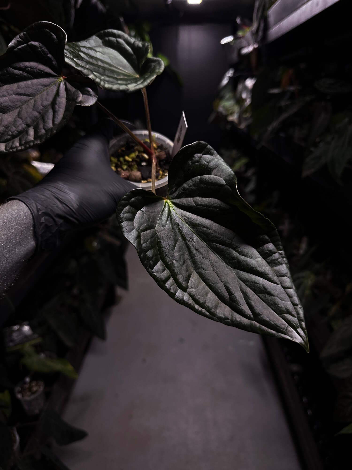 Anthurium #TacoTuesdays • luxurians hybrid mutation