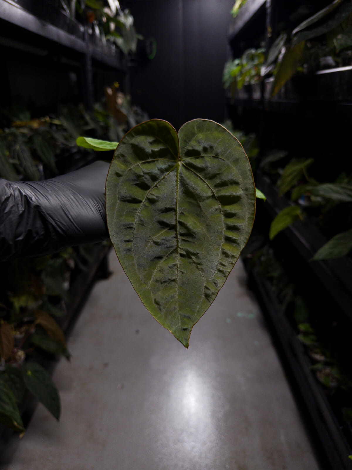 Anthurium dressleri x dressleri 'SKG'