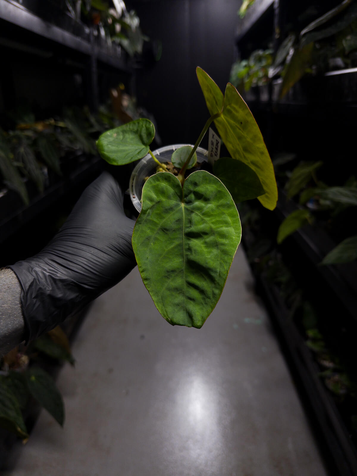 Anthurium dressleri x dressleri 'SKG'