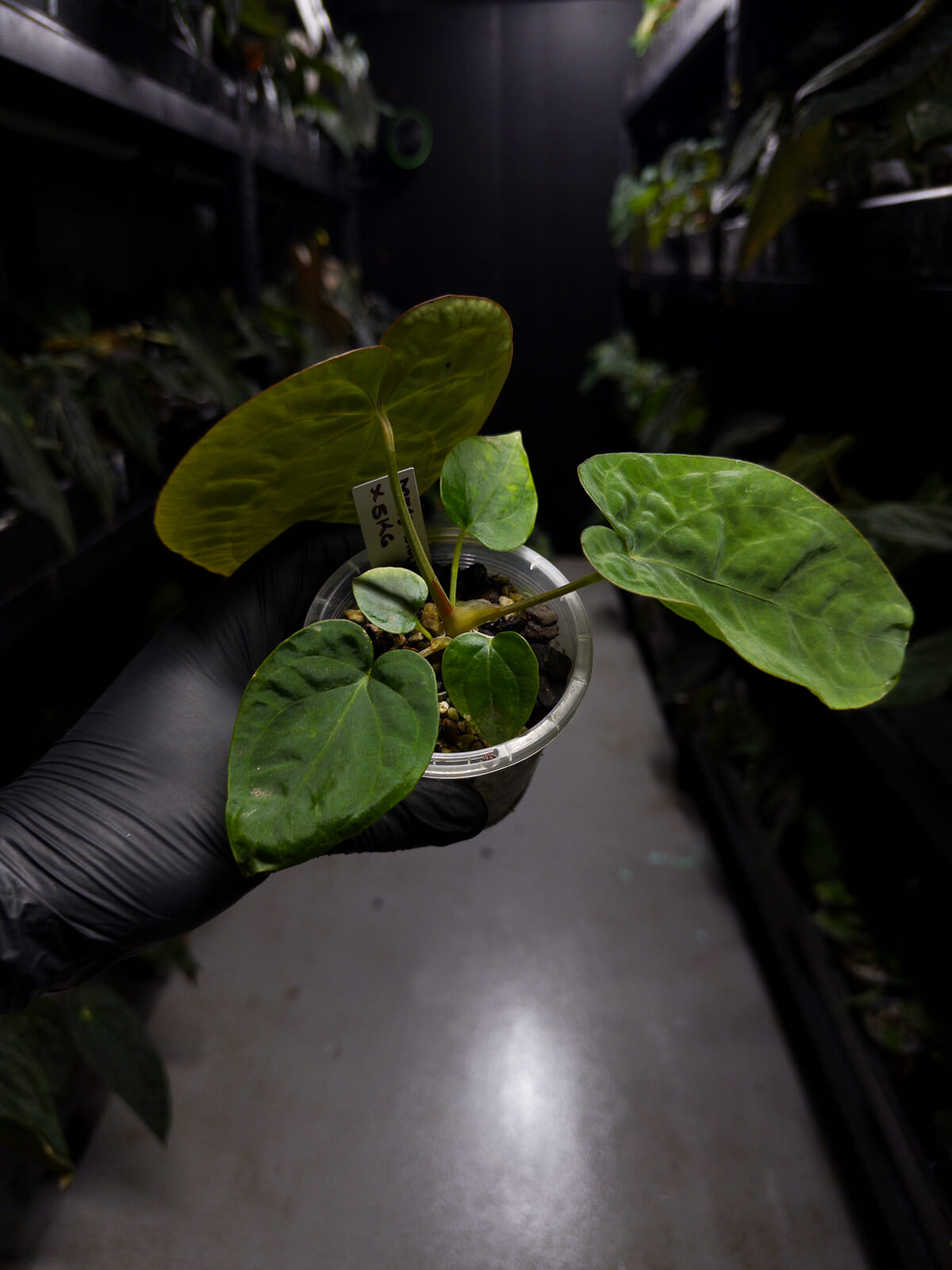 Anthurium dressleri x dressleri 'SKG'