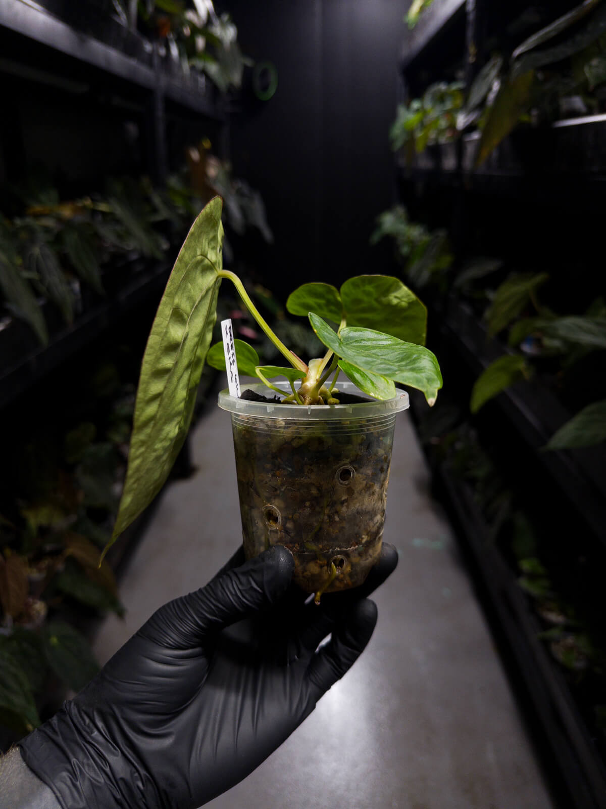 Anthurium dressleri x dressleri 'SKG'