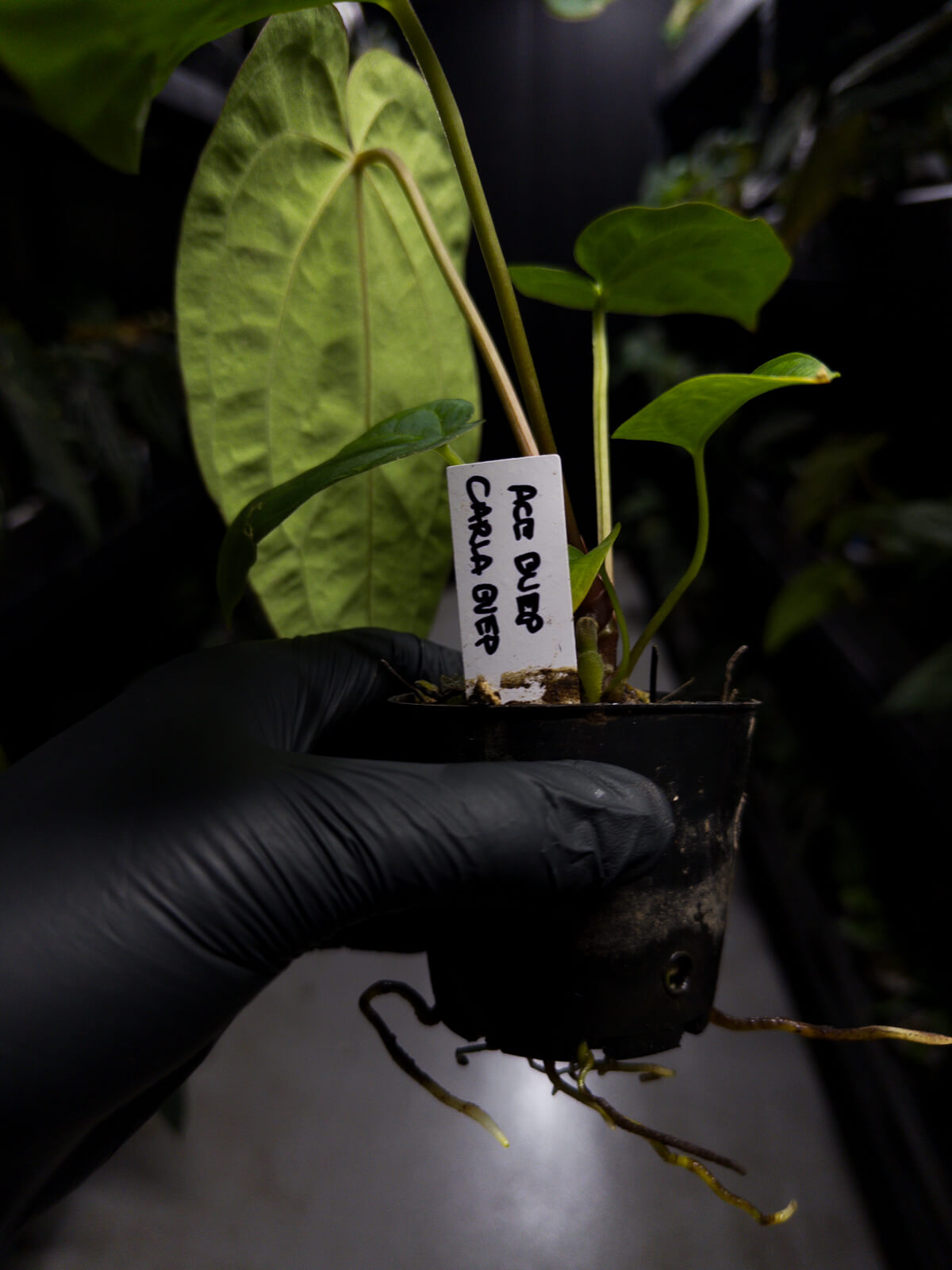 Anthurium ('AOS' x 'BVEP') x (carlablackiae x 'BVEP')