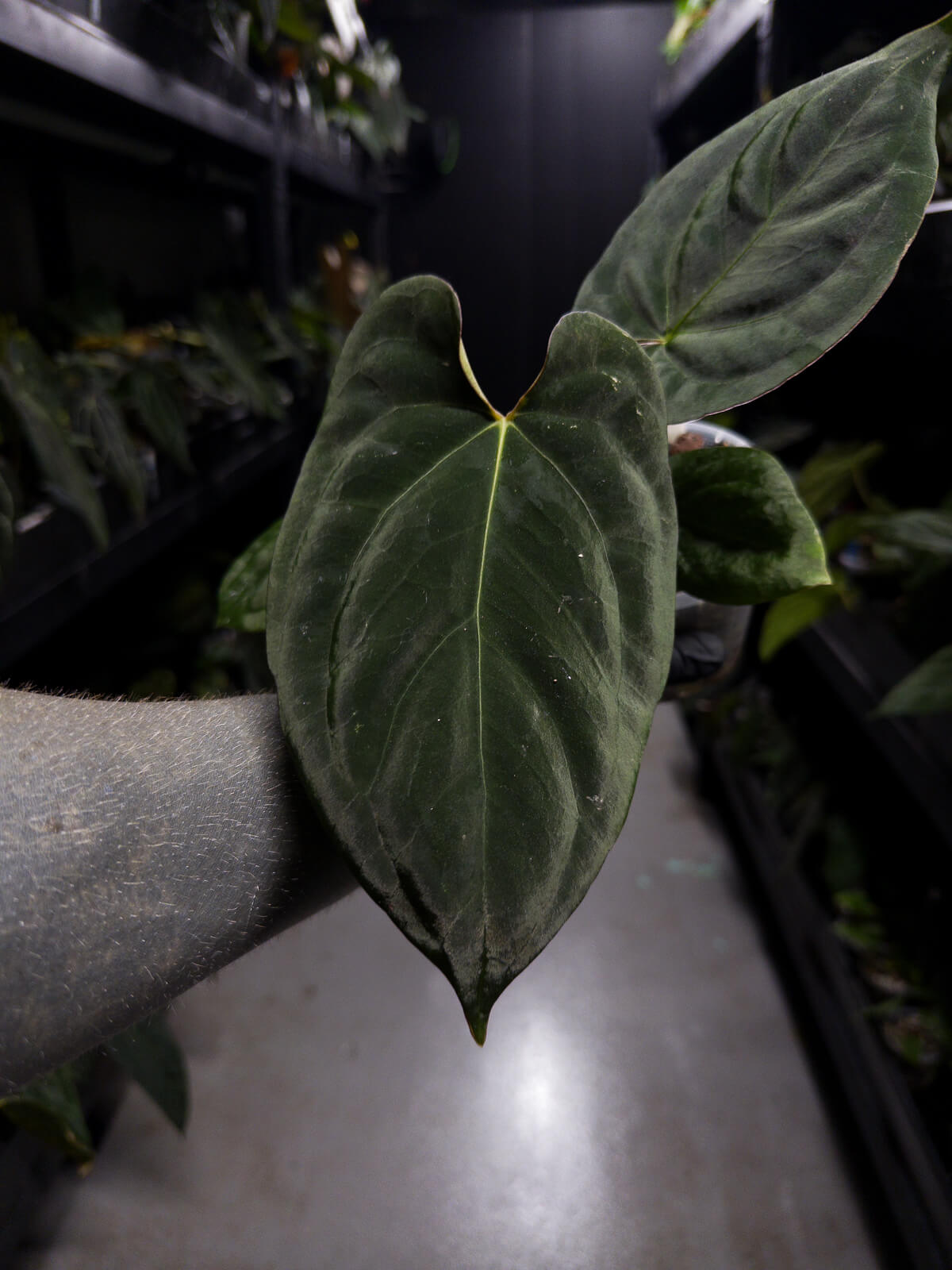 Anthurium (Black Cherry x Black Sensation) x papillaminum – The