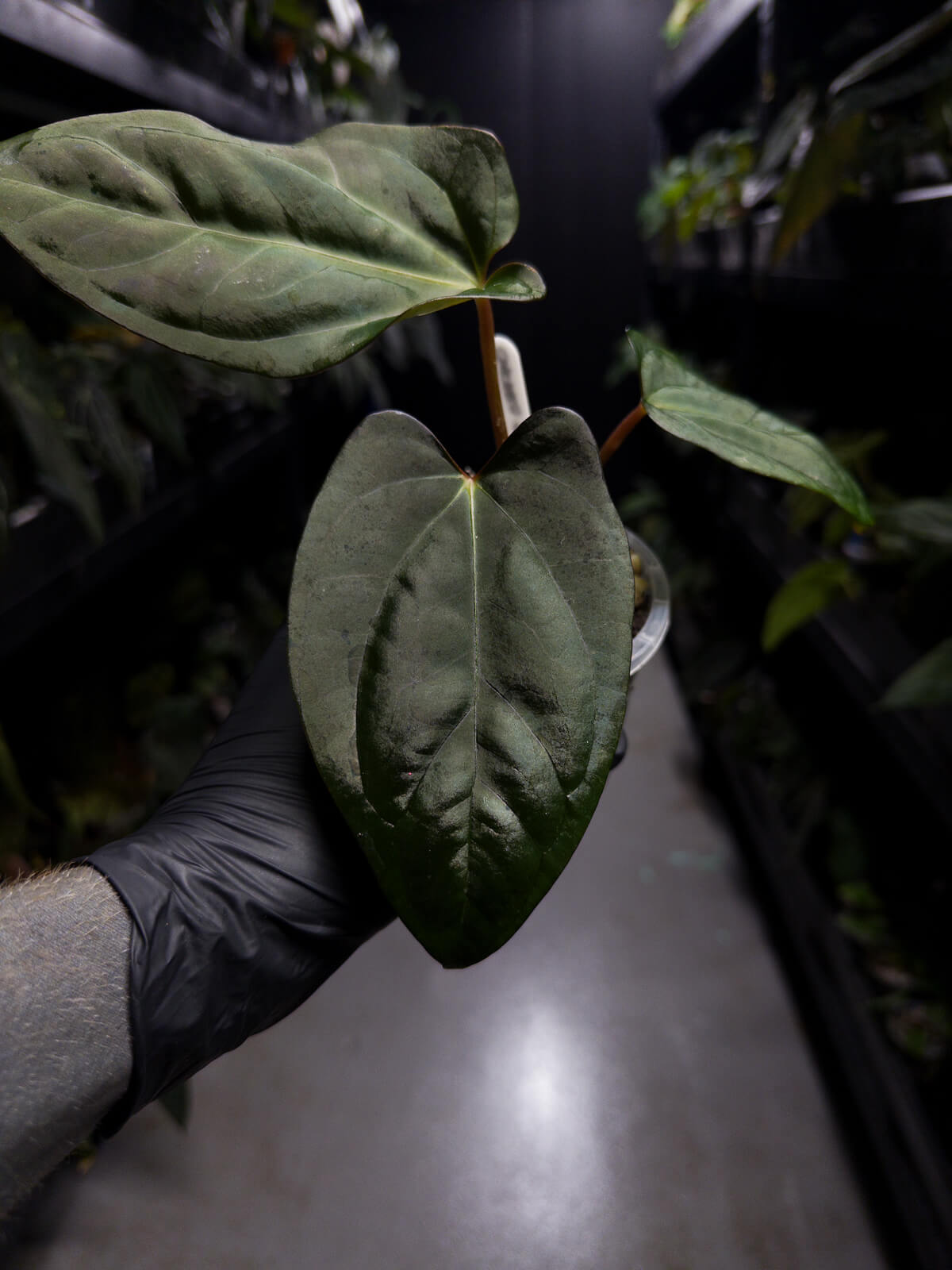 anthurium black cherry Anthurium (Black Cherry x Black Sensation) x papillaminum – The Plant Plug