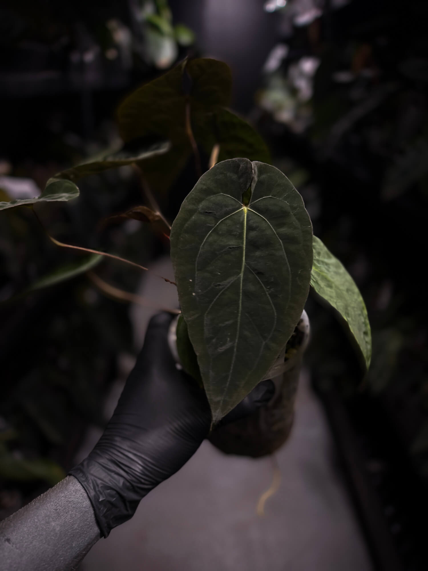 Anthurium (pap x dress) s1 x ‘Dropbear’ • select plant