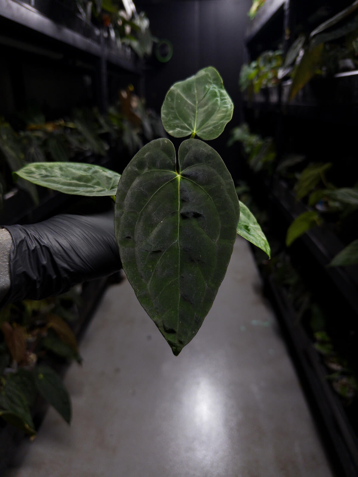 Anthurium (pap x dress JS) x (pap x dress LAS) • germinated seeds