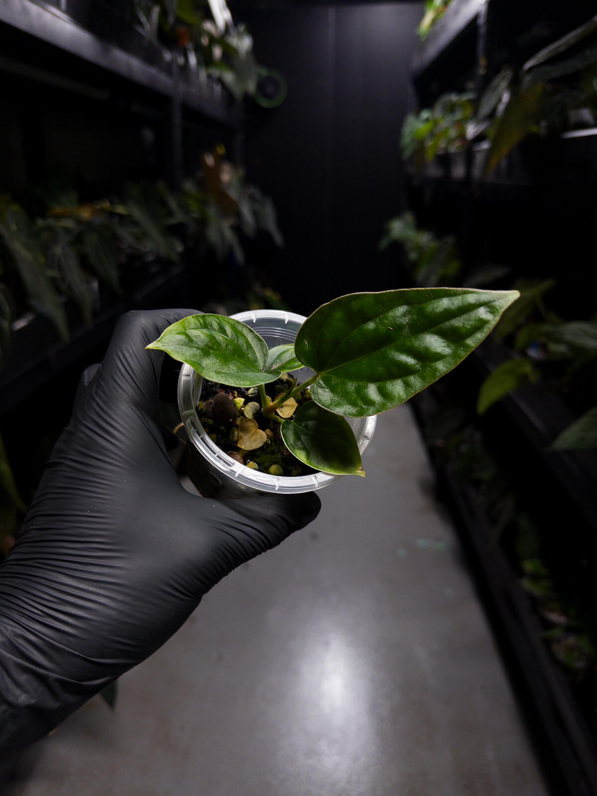 Anthurium ((pap x dress) x panamense) #Panaconda x luxurians