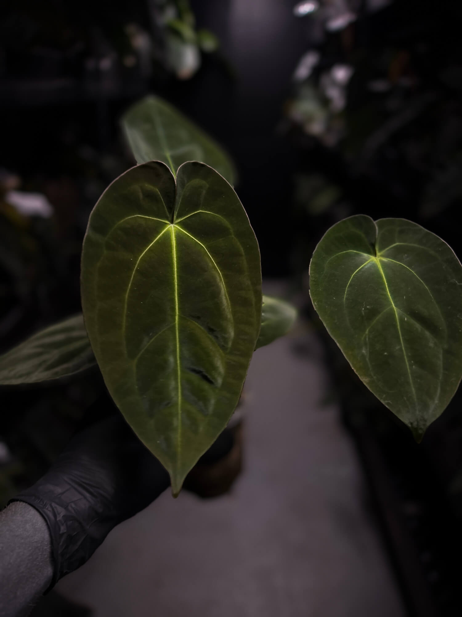Anthurium 'Danny Dark Noid'