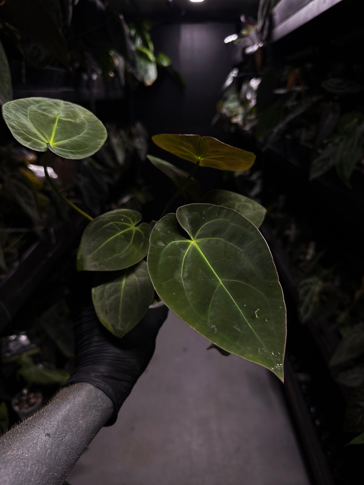 Anthurium 'Danny Dark Noid'