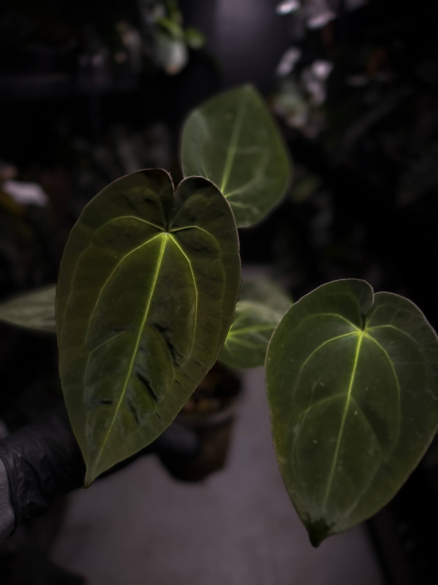 Anthurium 'Danny Dark Noid'