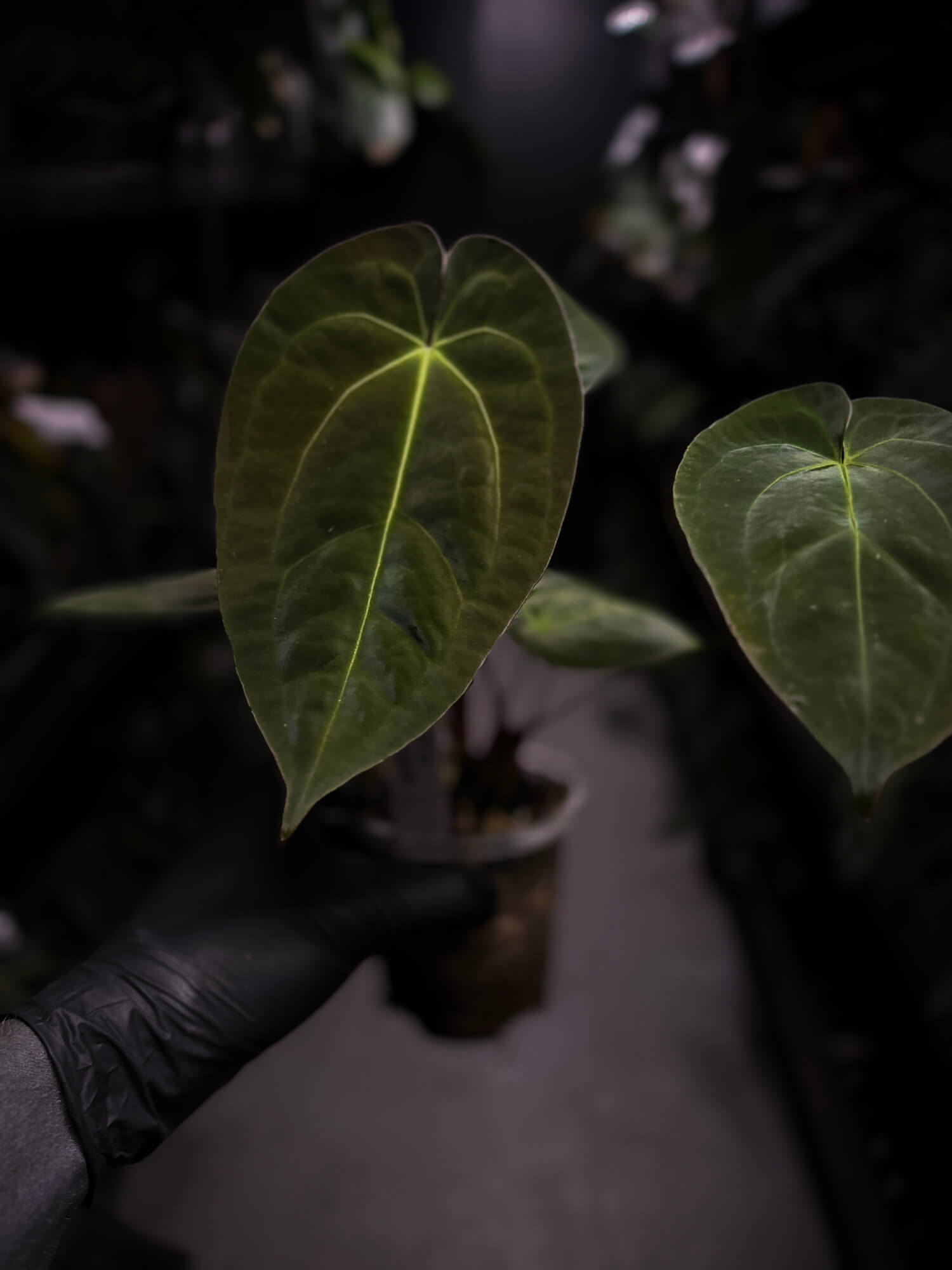 Anthurium 'Danny Dark Noid'
