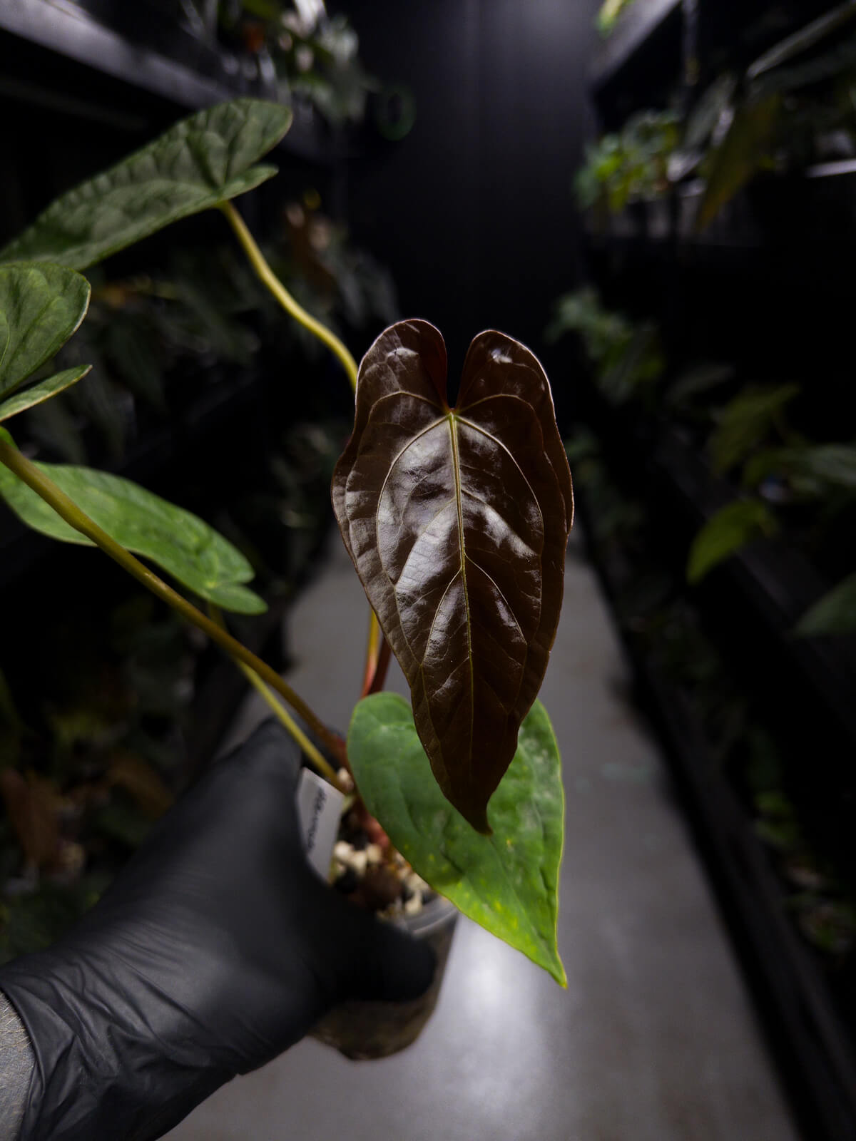 Anthurium #BlinkyBill • #TwinPhoenix x 'Drop Bear'