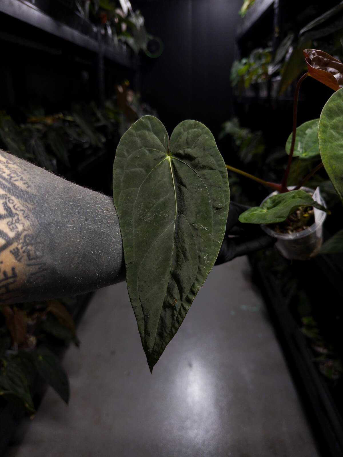 Anthurium #BlinkyBill • #TwinPhoenix x 'Drop Bear'