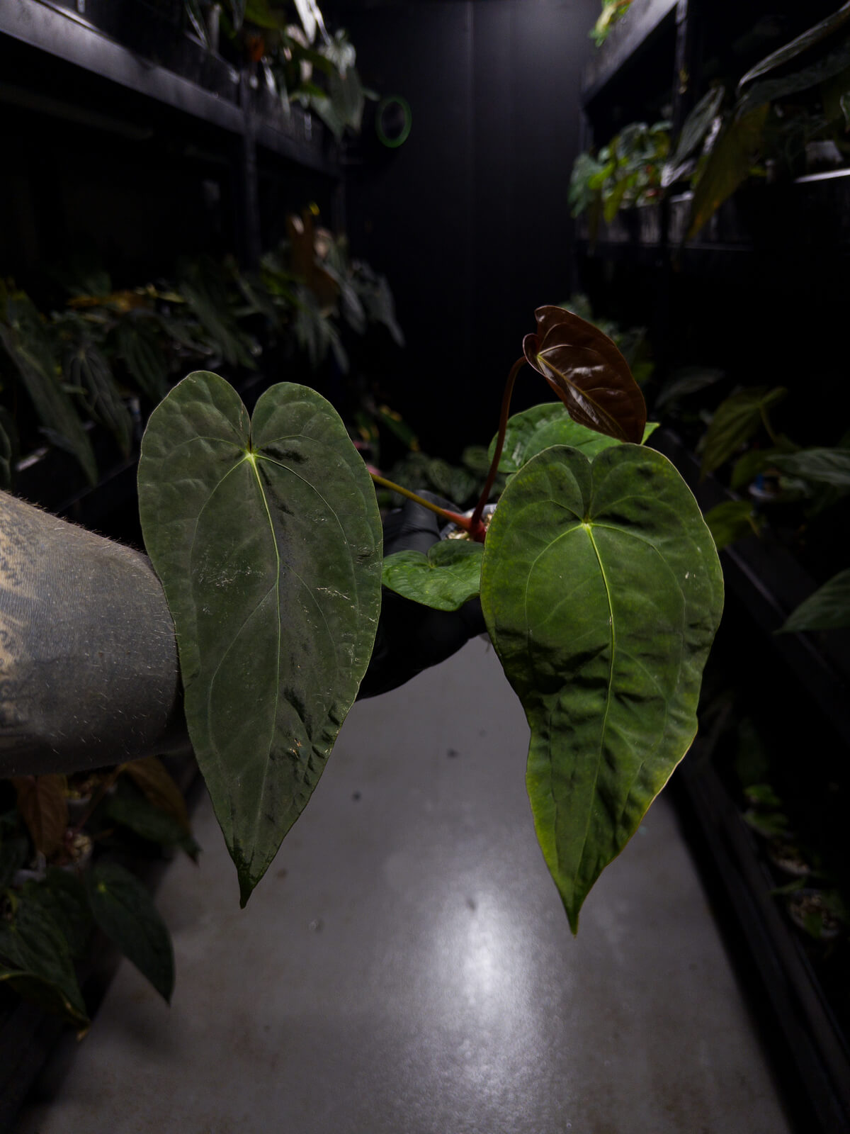 Anthurium #BlinkyBill • #TwinPhoenix x 'Drop Bear'