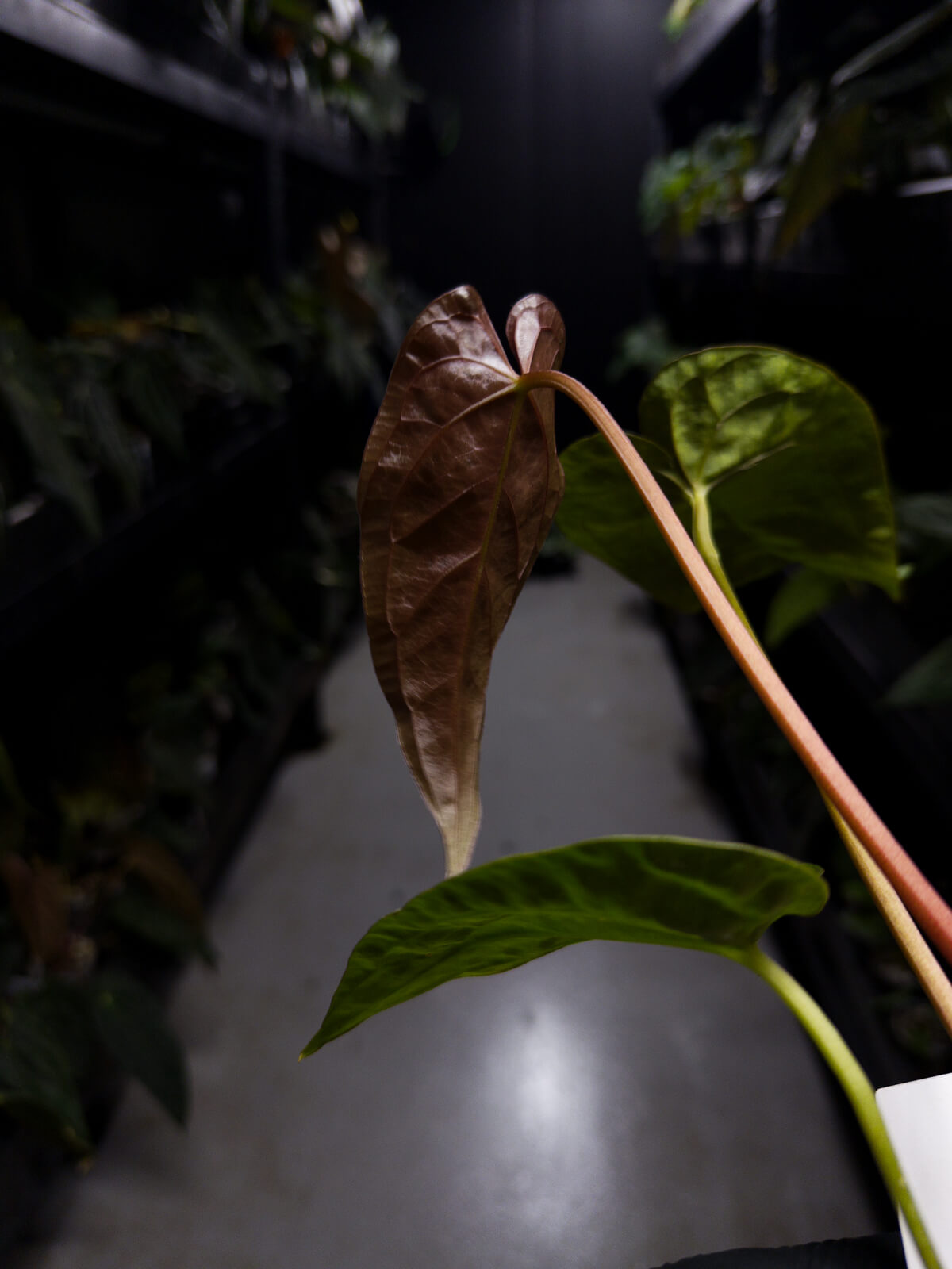 Anthurium #BlinkyBill • #TwinPhoenix x 'Drop Bear'