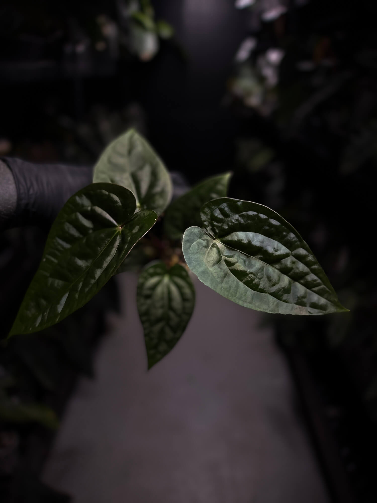 Anthurium luxurians hybrid