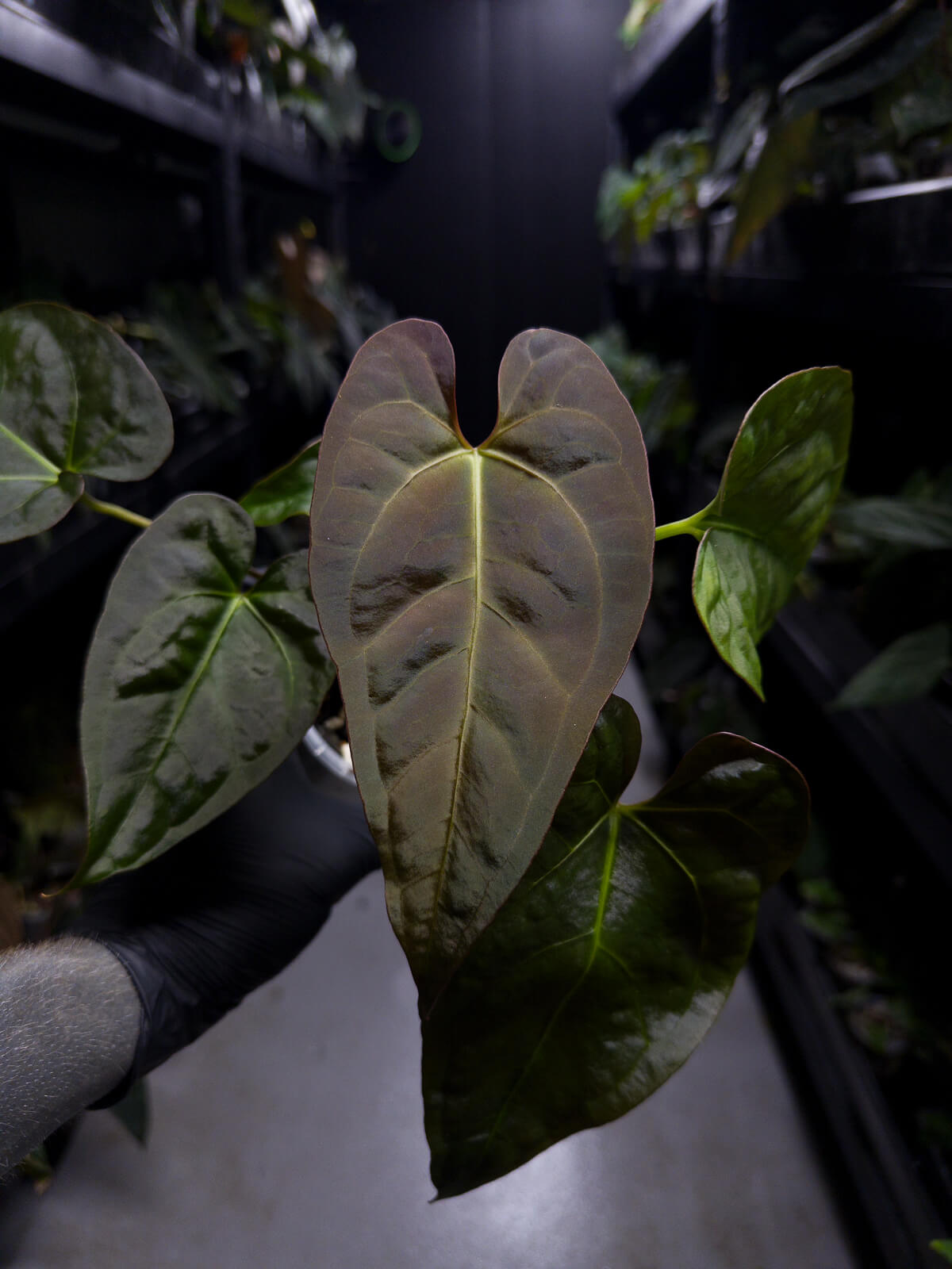 Anthurium NOID / lost tag
