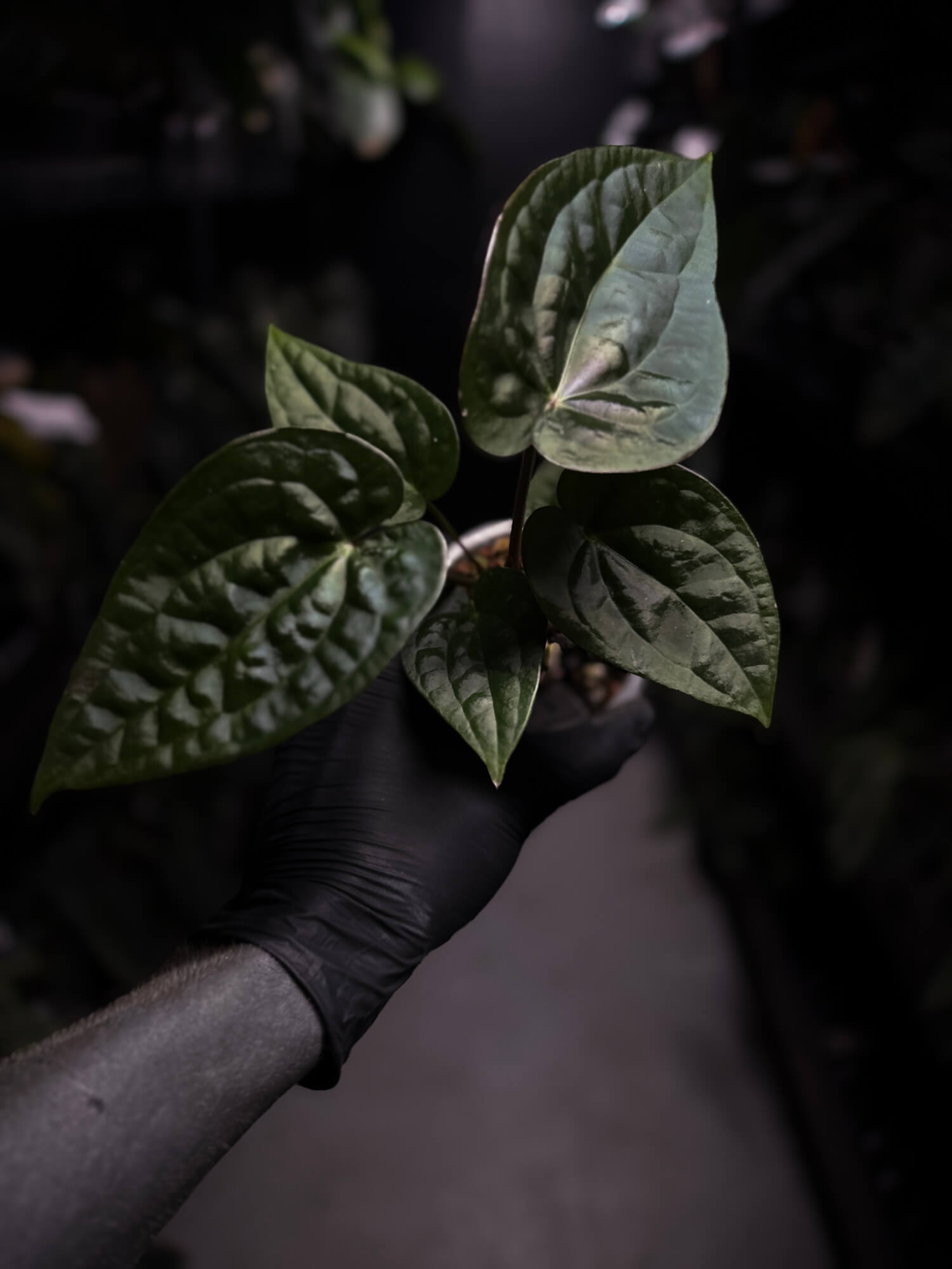 Anthurium luxurians hybrid