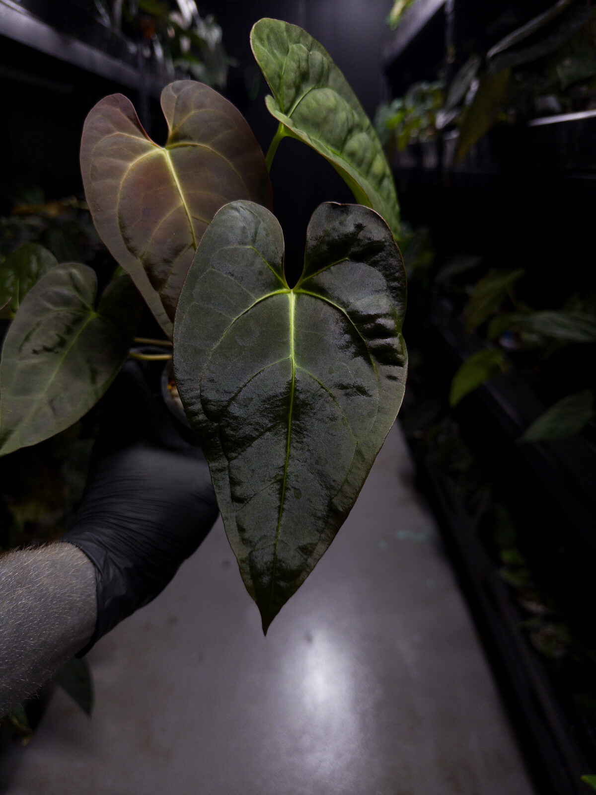 Anthurium NOID / lost tag