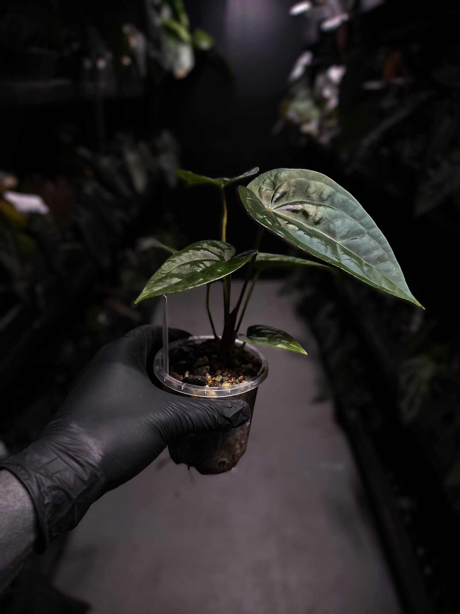 Anthurium luxurians hybrid