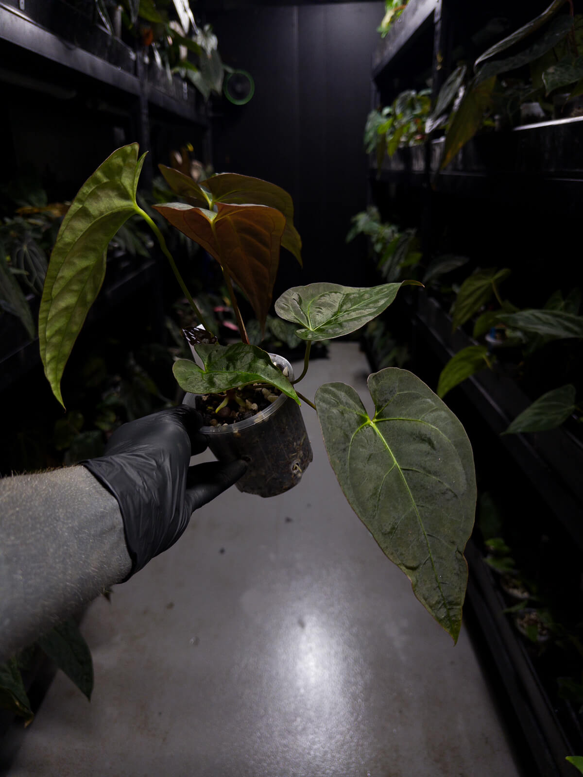 Anthurium NOID / lost tag