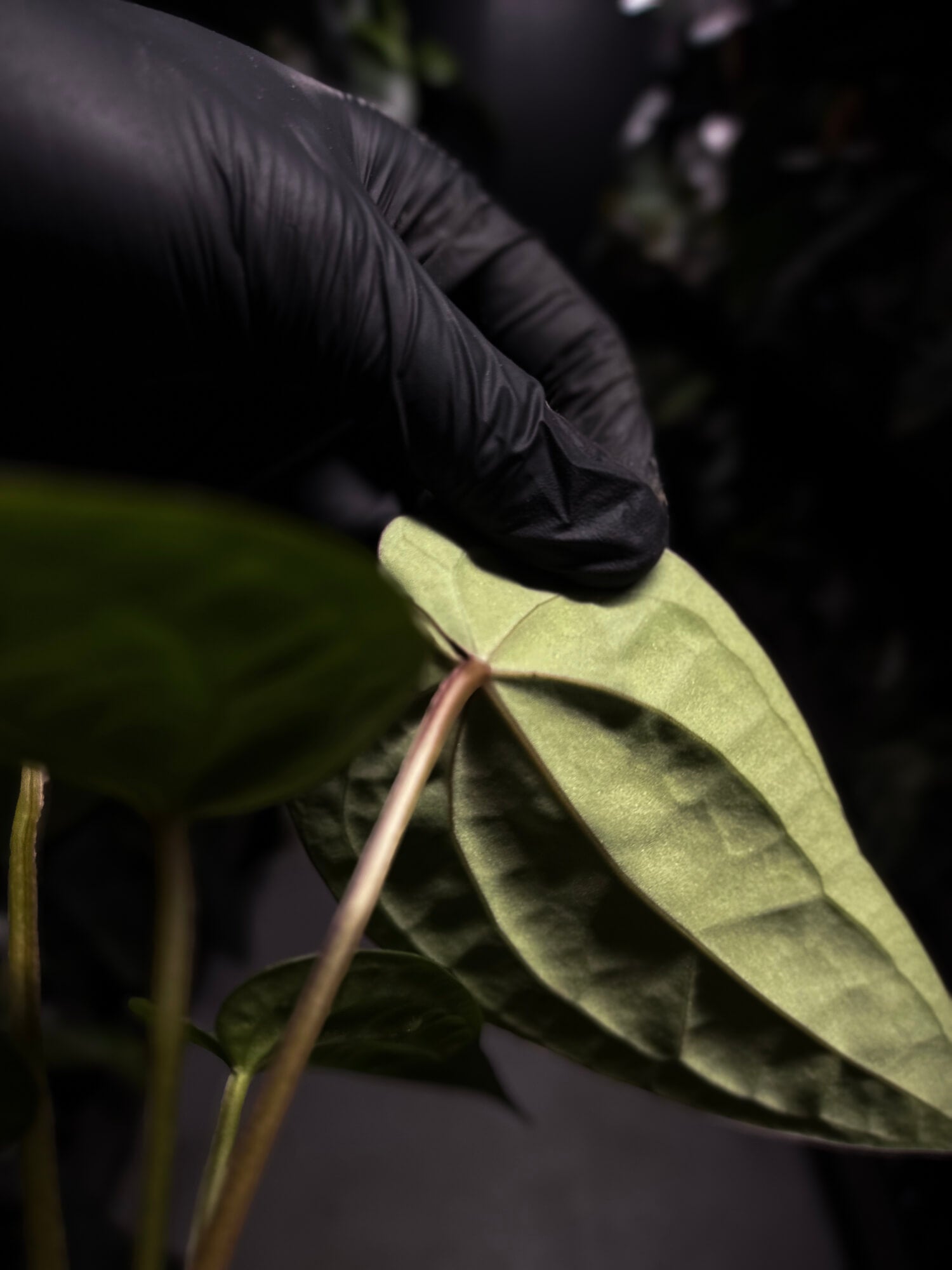 Anthurium luxurians hybrid