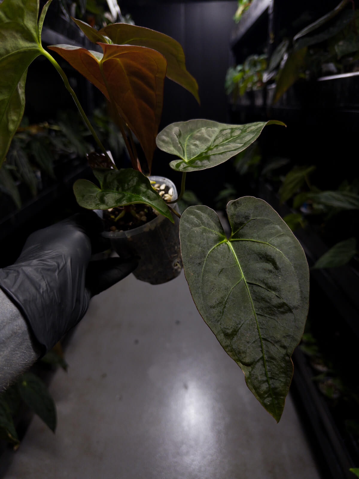 Anthurium NOID / lost tag