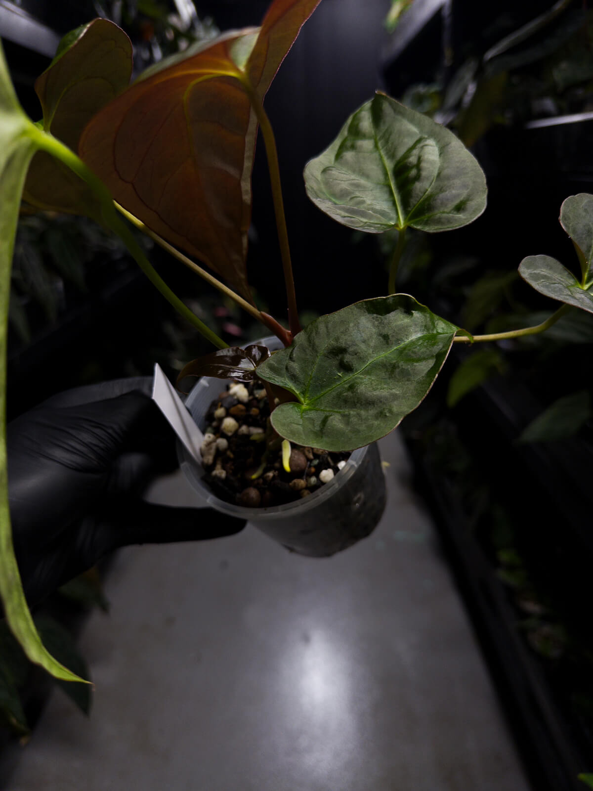Anthurium NOID / lost tag