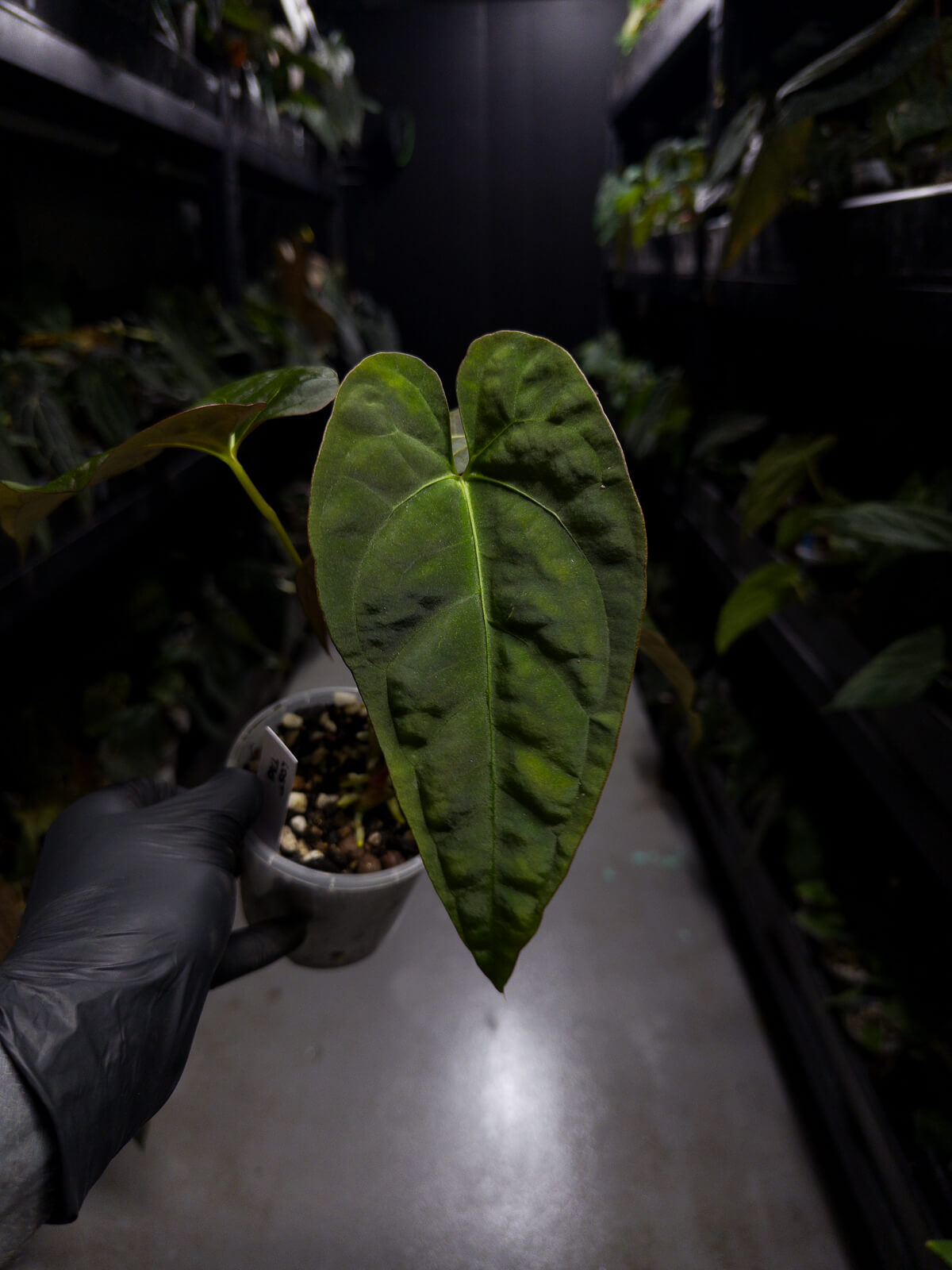 Anthurium NOID / lost tag