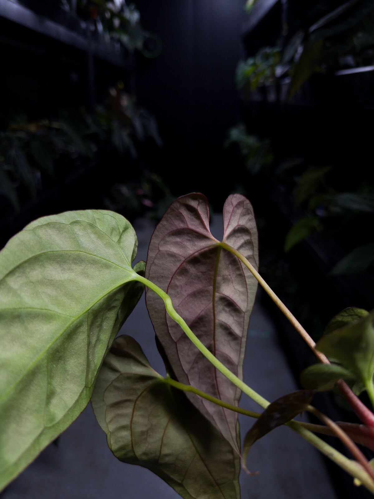 Anthurium NOID / lost tag