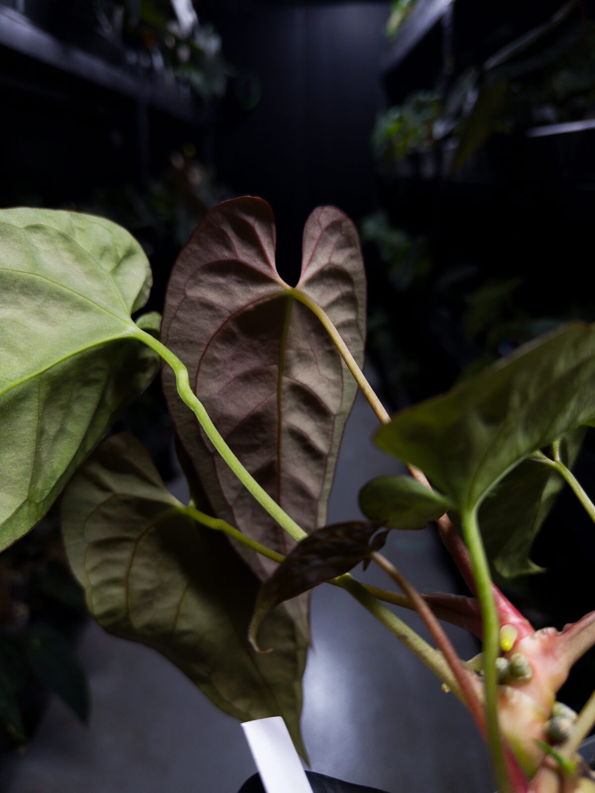 Anthurium NOID / lost tag