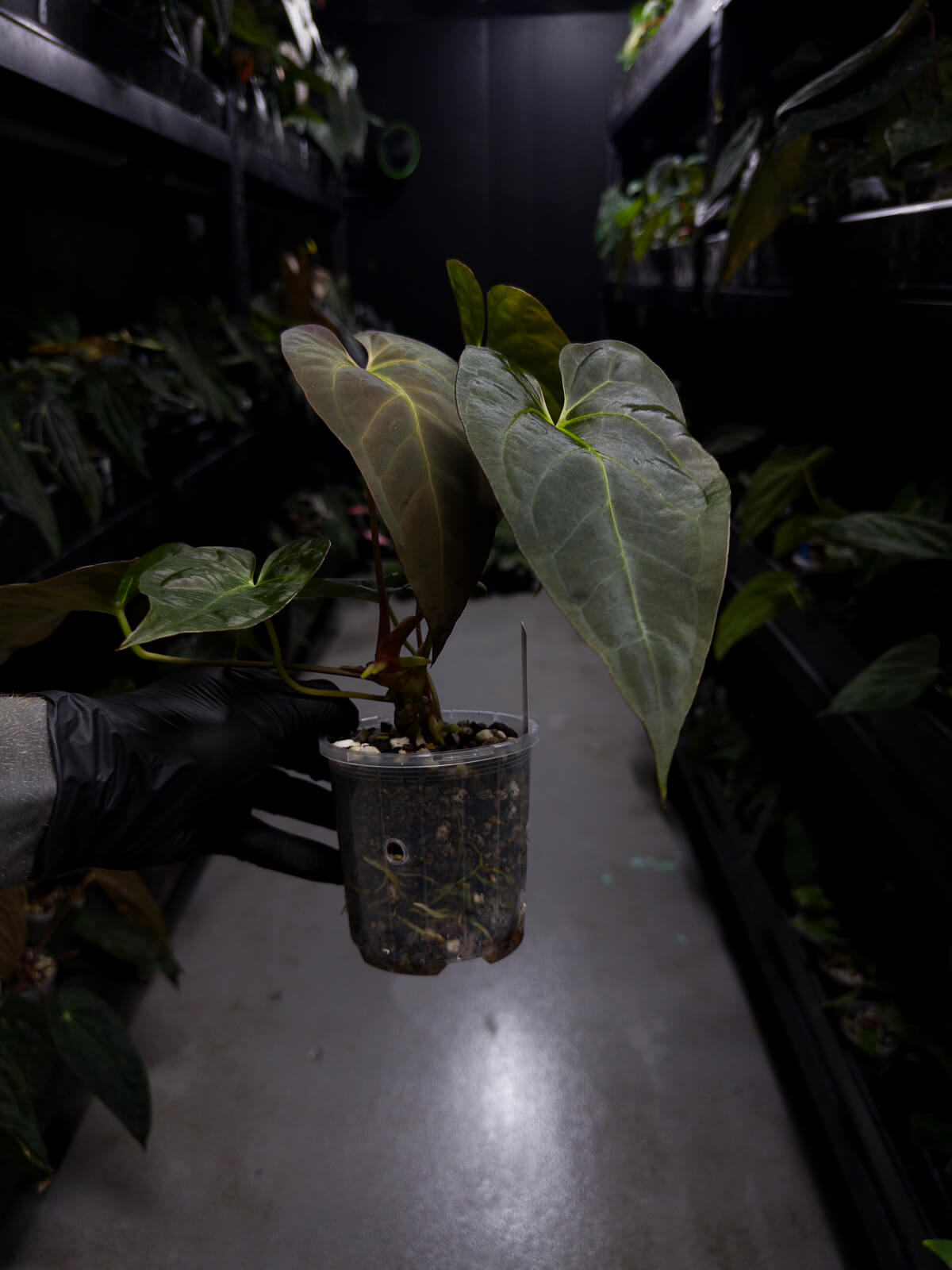 Anthurium NOID / lost tag