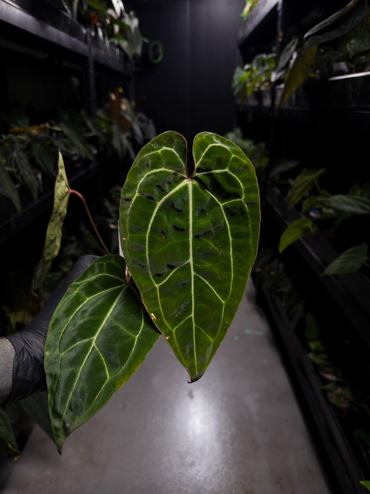 Anthurium besseae aff 'Red' x 'Heinz' s1