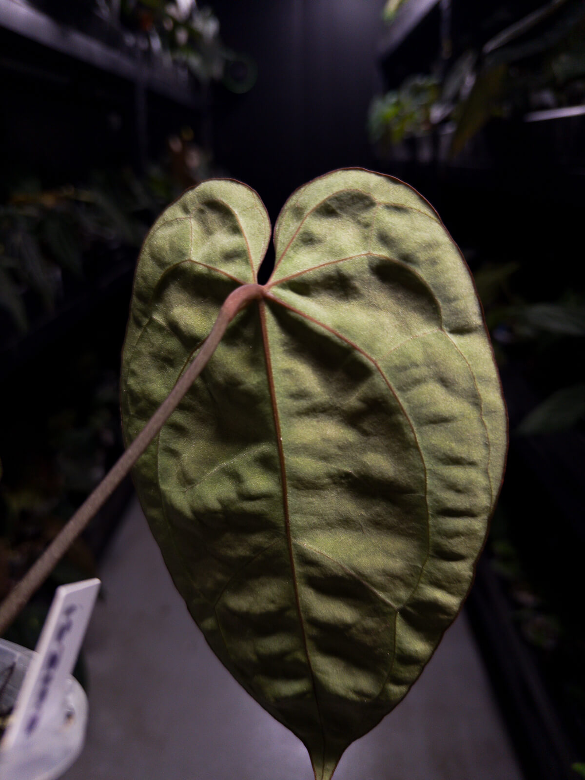 Anthurium besseae aff 'Red' x 'Heinz' s1