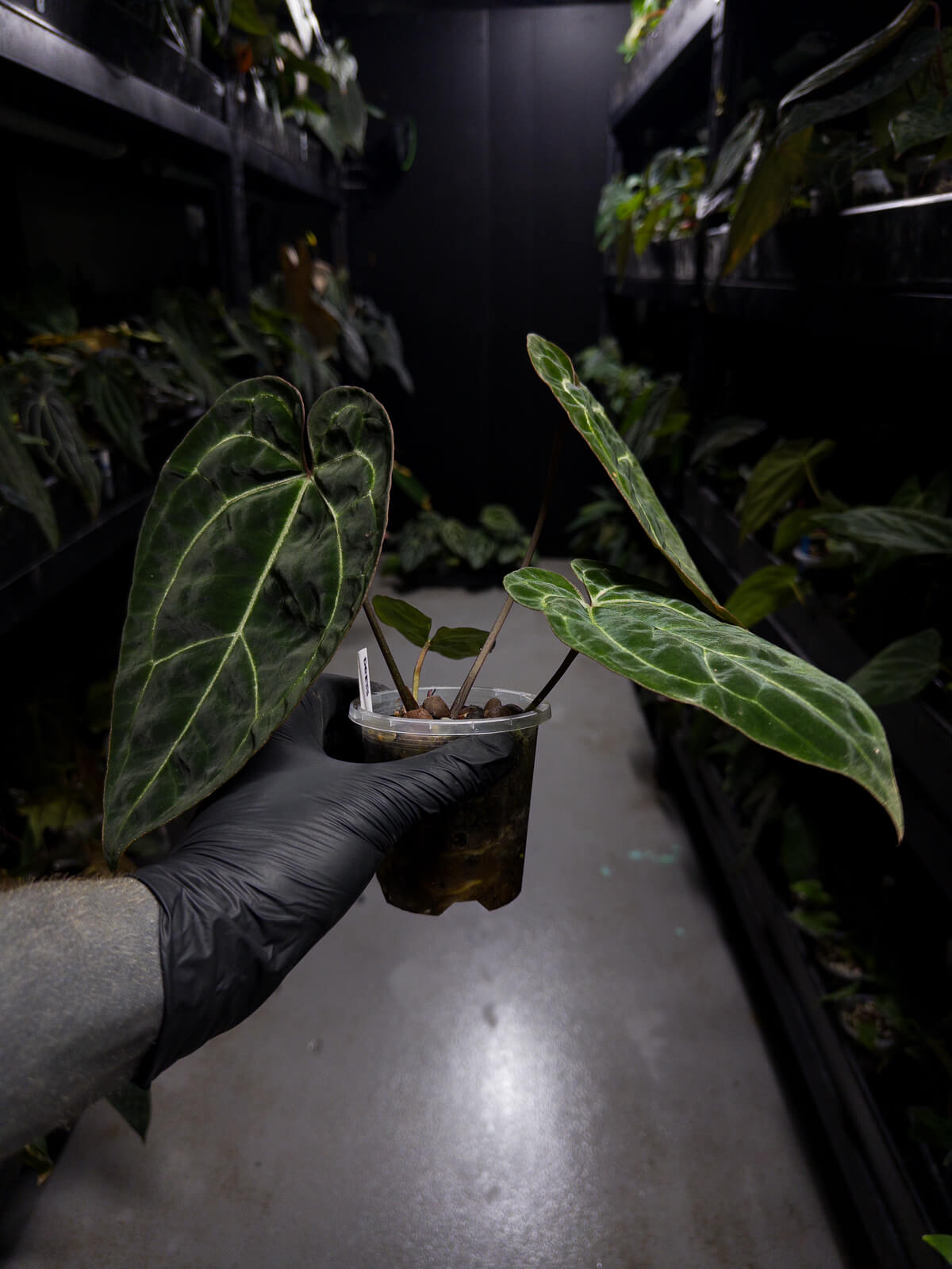 Anthurium besseae aff 'Red' x 'Heinz' s1