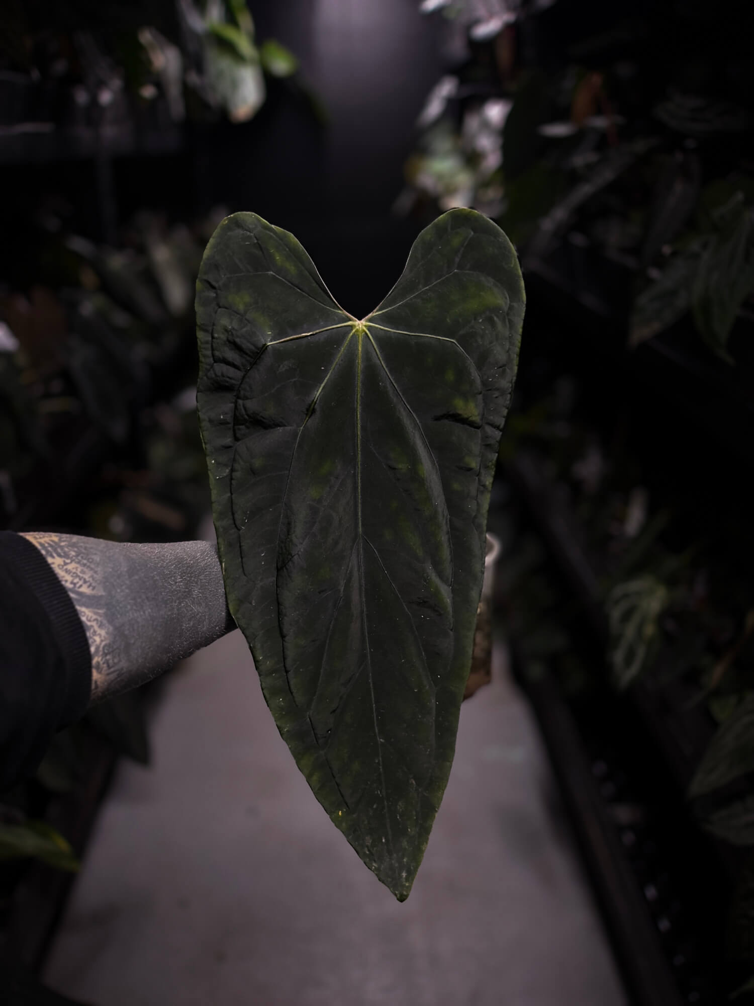 Anthurium #SealofStolas • XXL select holdback