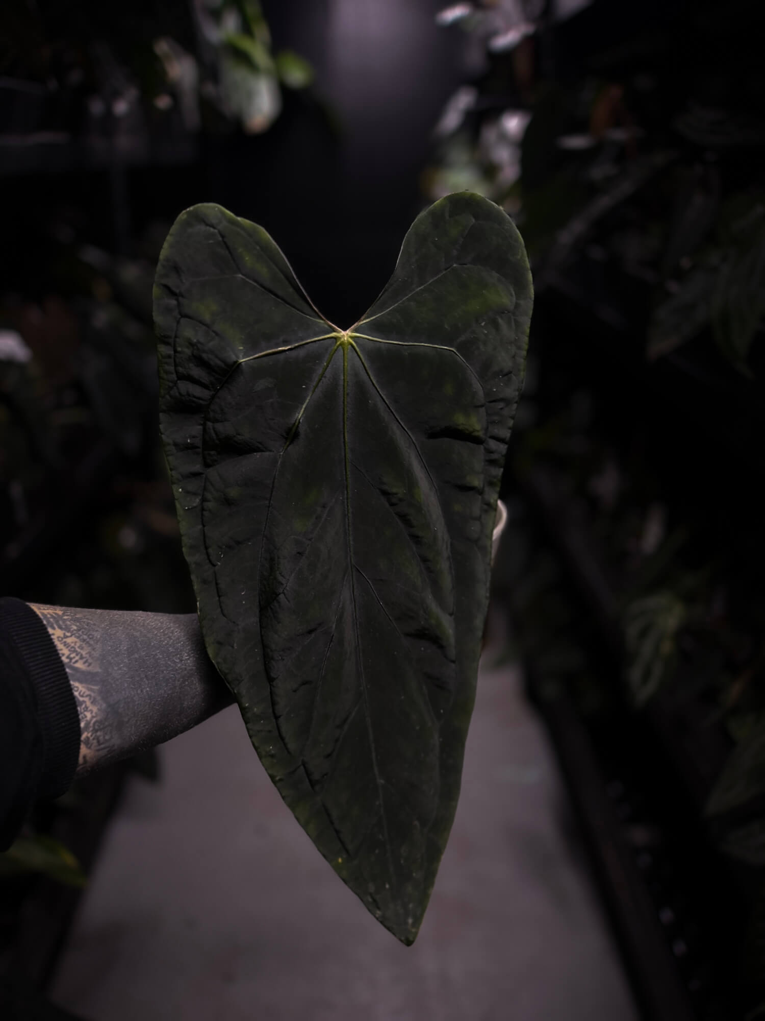Anthurium #SealofStolas • XXL select holdback