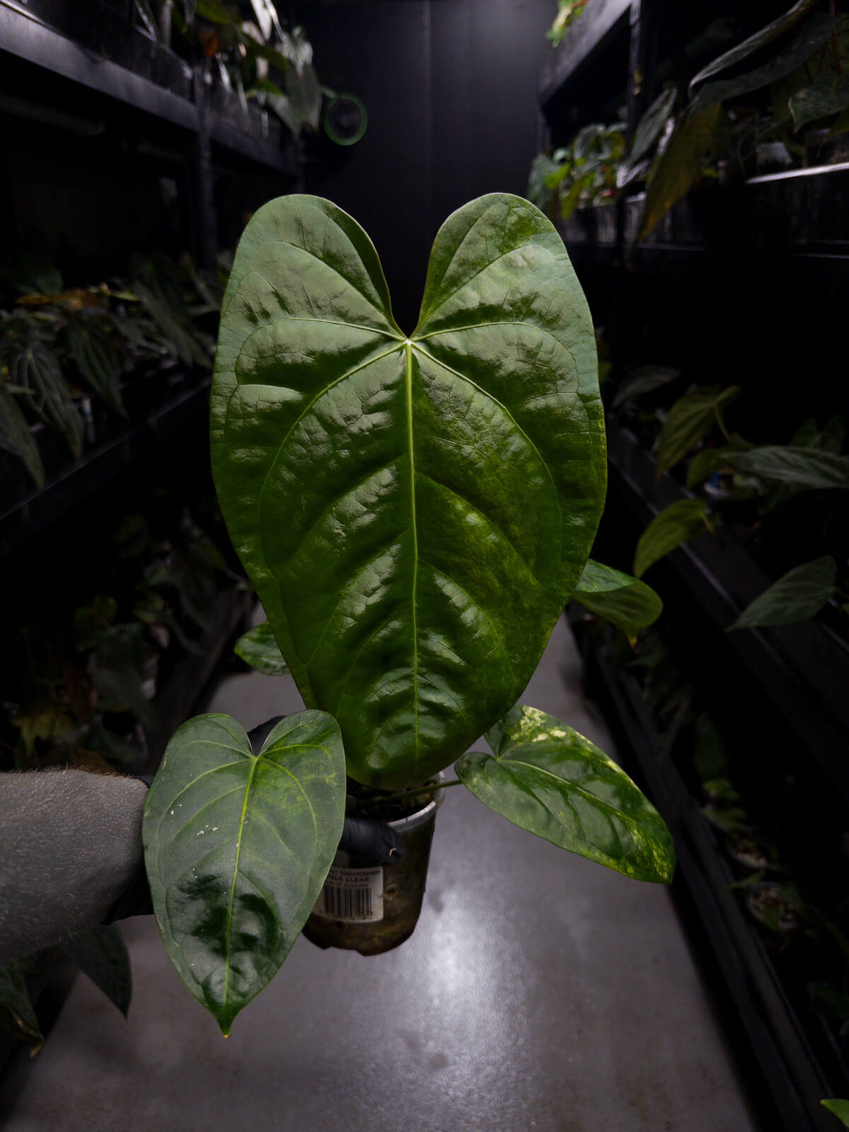 Anthurium #Tadpole • variegated