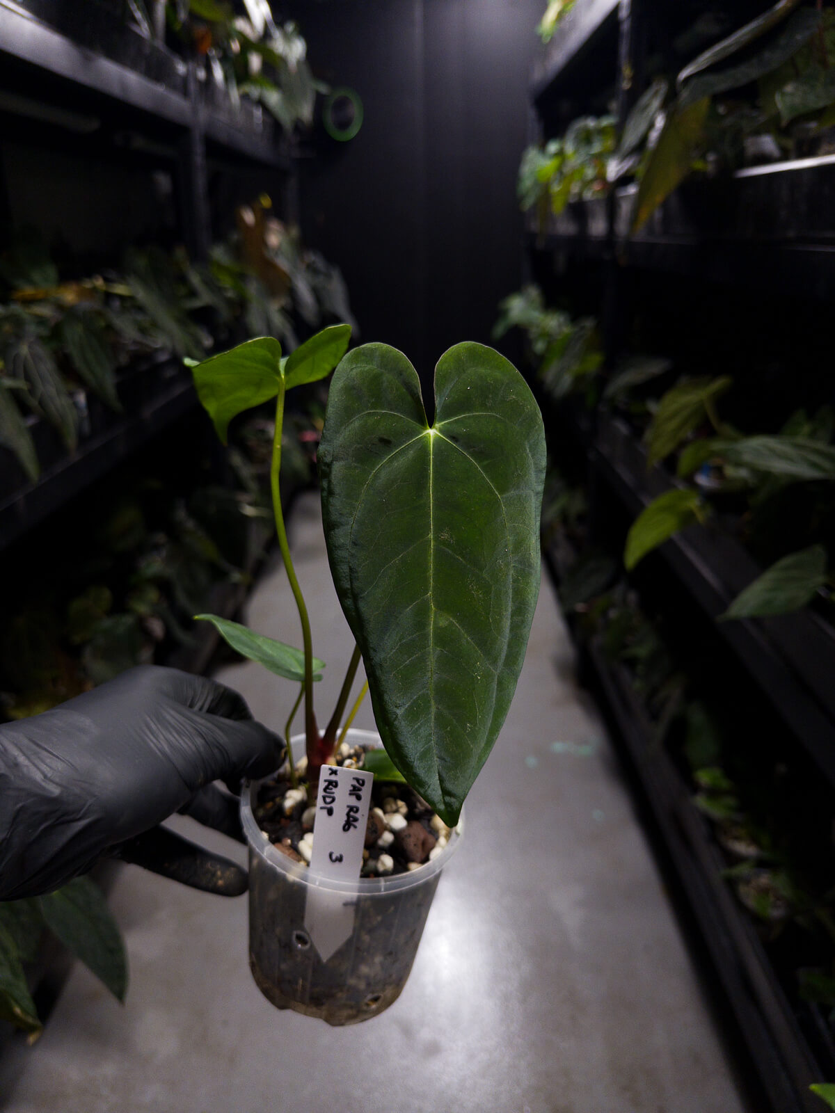 Anthurium papillilaminum 'RA6' x 'RVDP'
