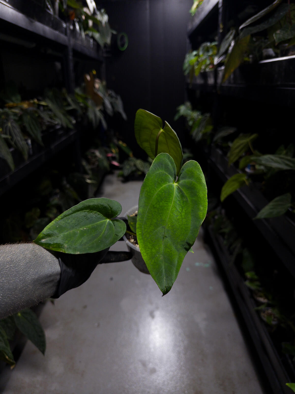 Anthurium papillilaminum 'RA6' x 'RVDP'