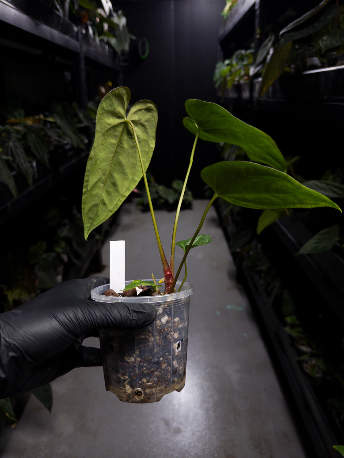 Anthurium papillilaminum 'RA6' x 'RVDP'